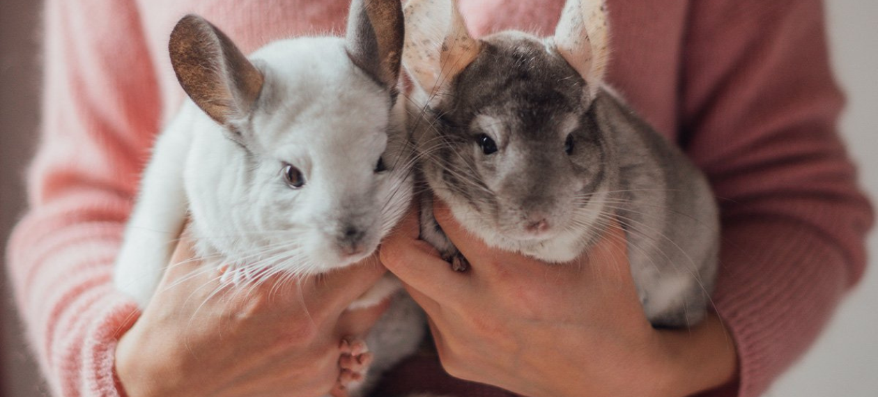 Chinchillas are cute tiny animals